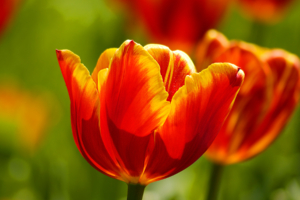 Beautiful Tulips271158557 300x200 - Beautiful Tulips - Tulips, Perfect, Beautiful